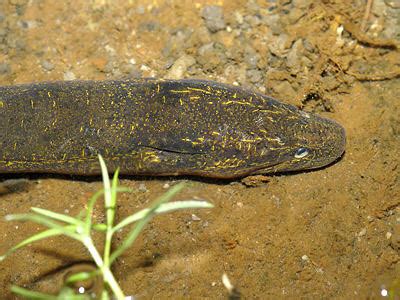 Asian Swamp Eel - Monopterus javanensis