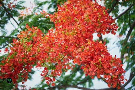 Royal Poinciana: Embracing The Majestic Beauty