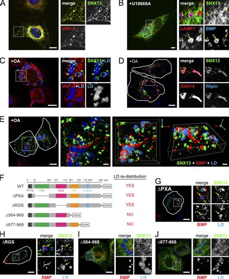 Snx Is An Er Resident Protein That Associates With Lds Via Its C