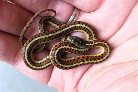 11 Garter Snake Color Morphs With Pictures