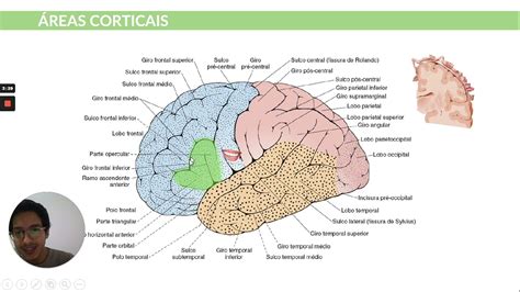 Auxiliando a identificar a Área de Broca e Área de Wernicke YouTube