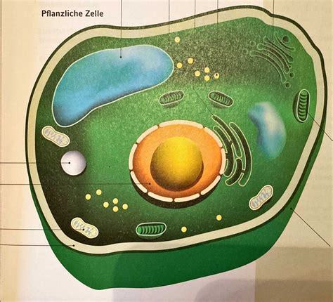 Aufbau Pflanzliche Zelle Diagram Quizlet