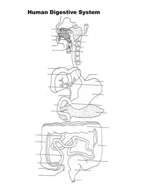 Blank Digestive System Diagram To Label Pdf