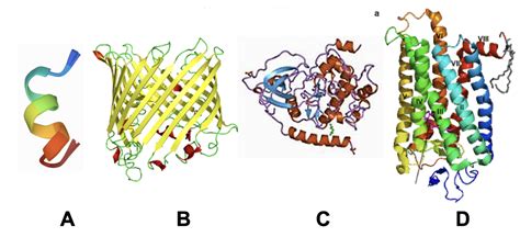 Solved Which structure likely represents a GPCR? | Chegg.com