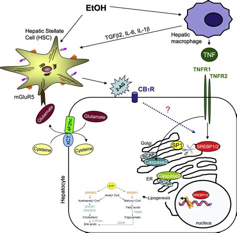 The Crosstalk Between Hepatocytes Hepatic Macrophages And Hepatic