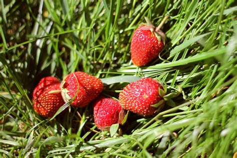 Wallpaper 3000x2000 Px Berries Delicious Grass Strawberry Summer