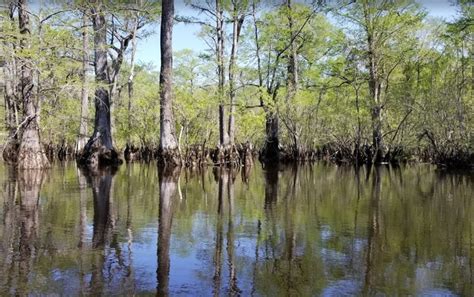 Kayaking Boating Fishing Series The Black River Three Sisters