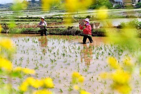 四川广安：春耕正当时 田间插秧忙 人民图片网