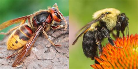 Bees Vs Wasps Vs Hornets How To Id And Tell The Difference