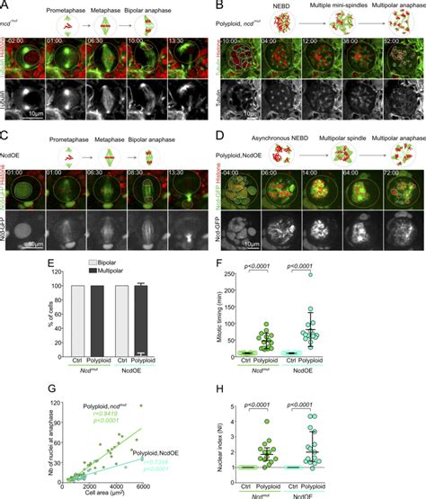 Centrosome Clustering Takes Place In Polyploid Mitosis But It Is Not