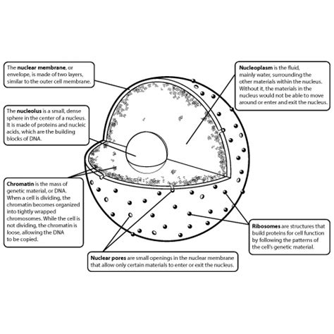 Nucleus Drawing at GetDrawings | Free download