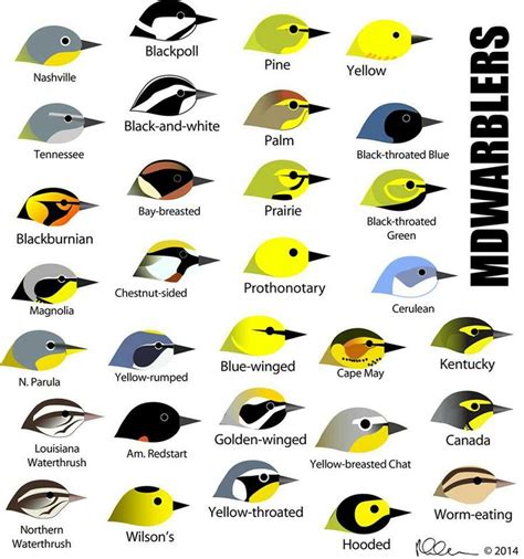 66 best Warbler Identification Board images on Pinterest | Beautiful birds, Butterflies and ...