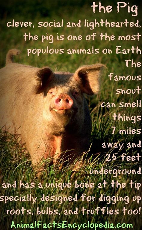 Pig Facts - Animal Facts Encyclopedia