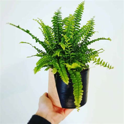 Growing Boston Ferns: Care Tips! | Plantcarefully