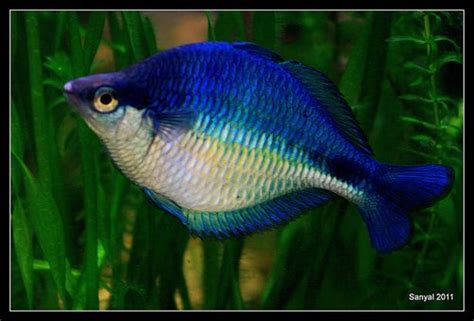 Turquoise Rainbow Melanotaenia Lacustris Rainbow Fish Tropical