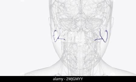 The transverse facial artery is an artery that branches from the ...