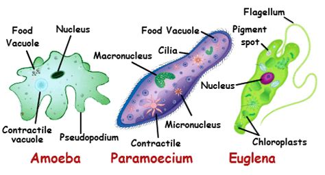 Unicellular organism ~ Detailed Information | Photos | Videos