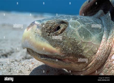 Lepidochelys Kempii Hi Res Stock Photography And Images Alamy