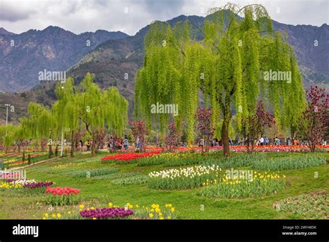 Indira Gandhi Memorial Tulip Garden Srinagar Kashmir India Stock