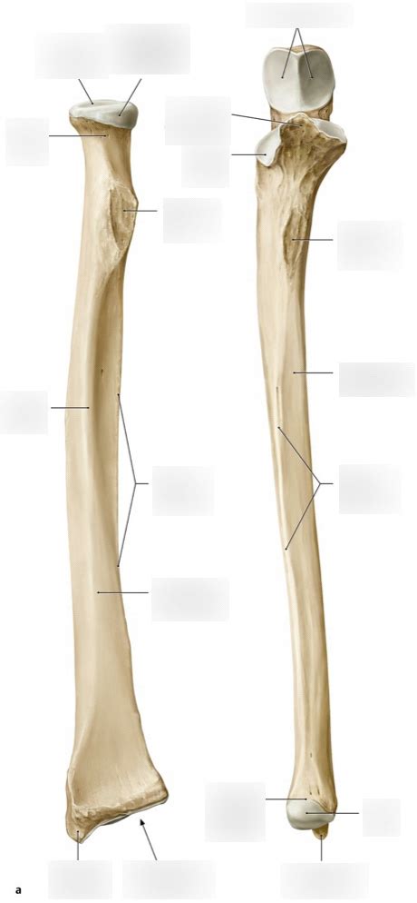 Anatomie Ellbogen Hand Ossäre Strukturen 1 Ulna Radius Ansicht