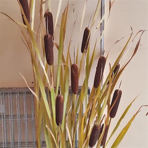 Autumn Flowers. How to preserve cattails for arrangements.