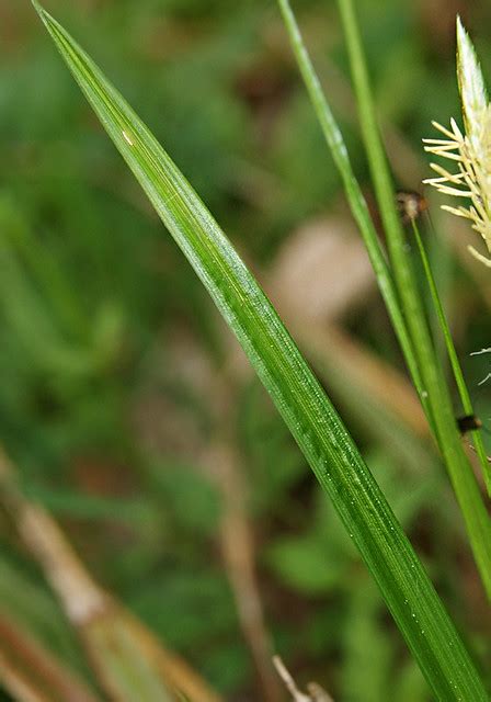 Wald Segge Carex Sylvatica Ngidn Naturgucker De