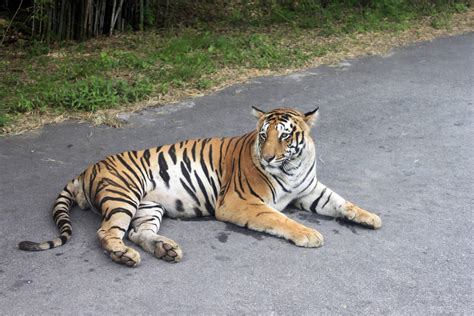 Bannerghatta National Park Travel Guide | Everything You Need to know