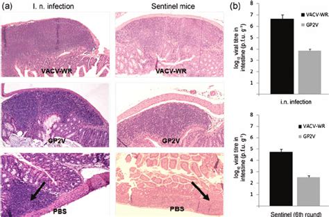 A Light Micrographs Of Peyers Patch Tissue Sections Intranasally