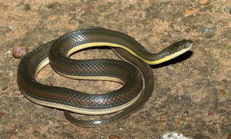 Split Keelback Snakes Of Peninsular India · Biodiversity4all