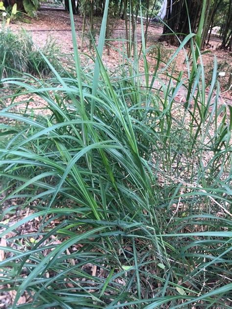 Miscanthus Floridulus Labill Warb Ex K Schum Lauterb Japanese