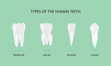 illustration  types  human teeth  vector art  vecteezy