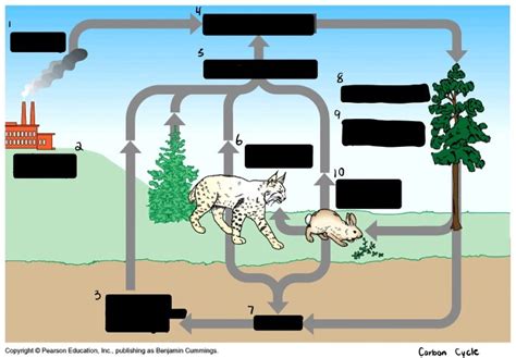 Carbon Cycle Diagram Quizlet