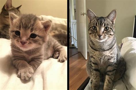 Kittens That Are So Cute They Are Definitely The Cat S Meow