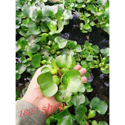 jual enceng gondok mini shopee indonesia