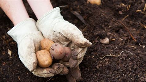 Paso a paso cómo plantar patatas en casa y comenzar con una dieta más