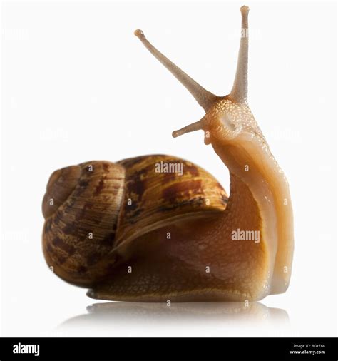 Snail out of shell Stock Photo - Alamy