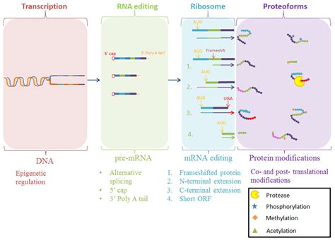 Proteomes Free Full Text Terminomics Methodologies And The