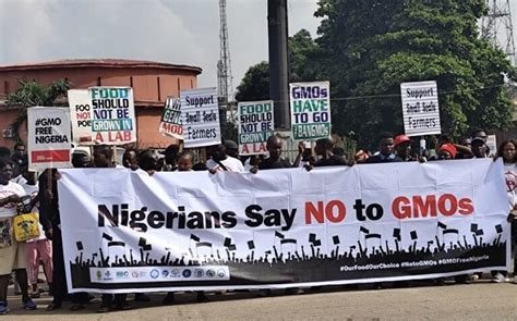 The GMO Debate In Nigeria Concerns Over Safety Regulations