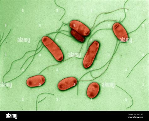 Legionella Bacteria Coloured Scanning Electron Micrograph Sem Of