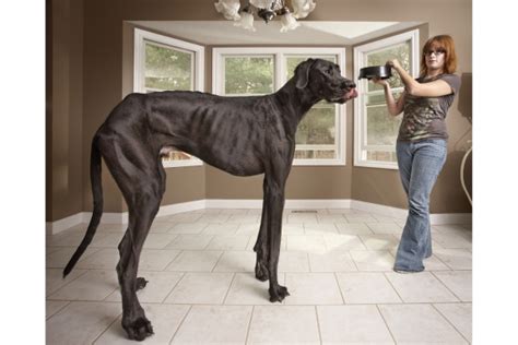 zeus-tallest-dog-guinness-world-records