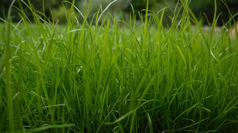 Green Grass Grass Plants Hd Wallpaper Wallpaper Flare