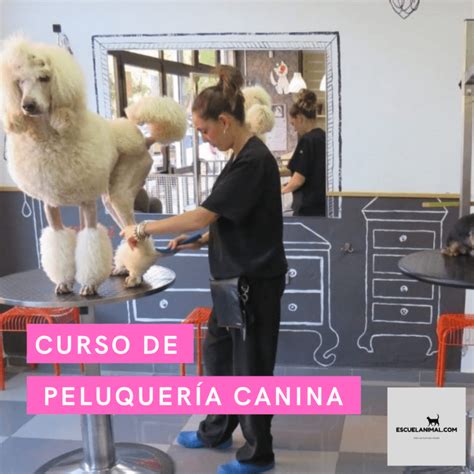 Curso de Peluquería Canina Escuelanimal