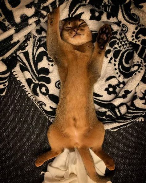 How To Tell The Sex Of A Kitten Tips Tricks The Goody Pet