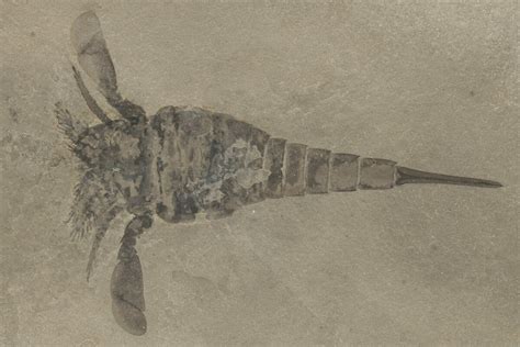 2.95" Eurypterus (Sea Scorpion) Fossil - New York (#206612) For Sale ...