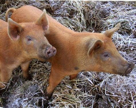 Tamworth Pig - The Livestock Conservancy