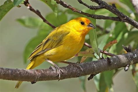 Saffron Finch Sicalis Flaveola Hawaii Bird Guide