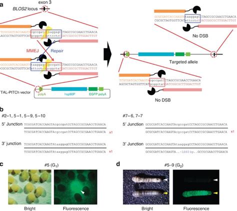 Microhomology Mediated End Joining Dependent Integration Of Donor Dna