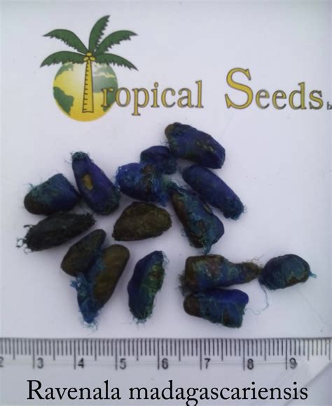 Ravenea madagascariensis Seeds