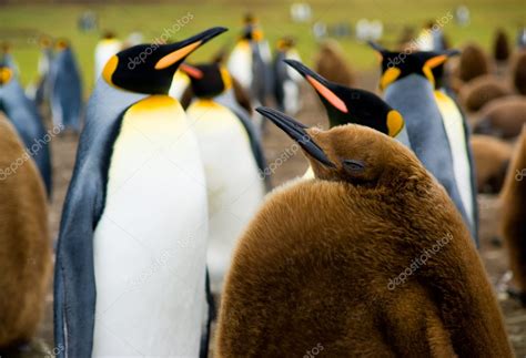 Baby King Penguin Stock Photo by ©kwest 5238775