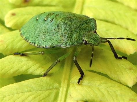 green shield bug  stock photo public domain pictures